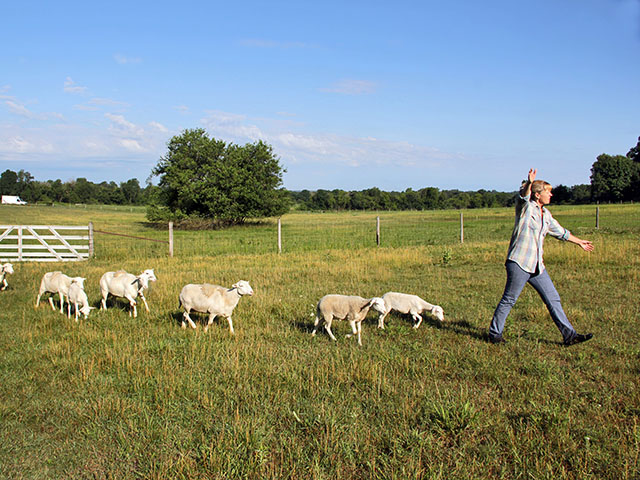 Peg Sheaffer started her organic farm on two rented acres 12 years ago. Now, the operation consists of two 45-acre farms and sustains two families. (Progressive Farmer photo by Dave Tonge)